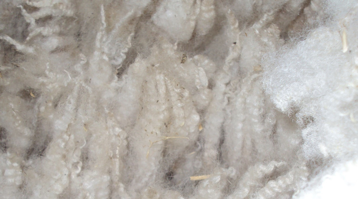 Detail ovčieho vlákna